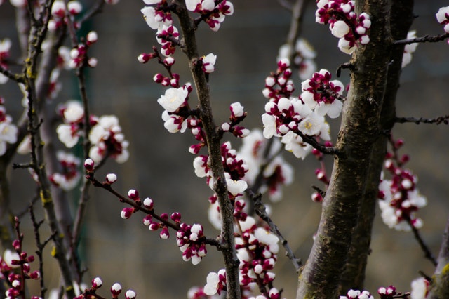 depth-of-field-photography-of-cherry-blossom-tree-860833.jpg