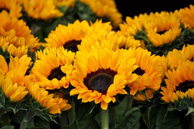 yellow-sunflowers-54267.jpg